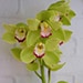 Cymbidium Orchid